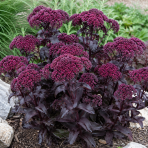 Rozchodník veľký (Sedum telephium) ´DARK MAGIC´ kont. C1L